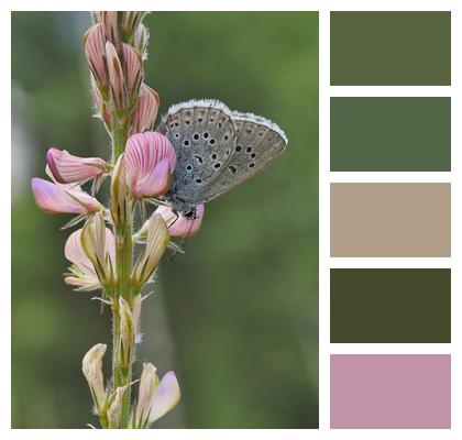 Cross Gentian Sainfoin Ant Blue Image